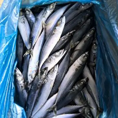 Vad gör Stillahavsmakrill till ett värdefullt val för köpare av fisk och skaldjur?