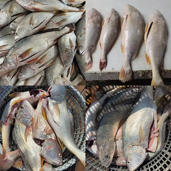 Färskfryst vit croaker urtagen