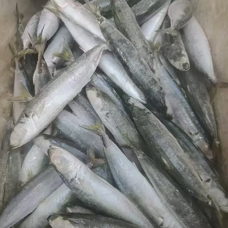 Fryst Layang scad hela rundan
