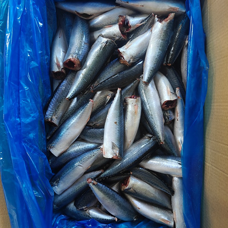 Fryst Stillahavsmakrill HGT