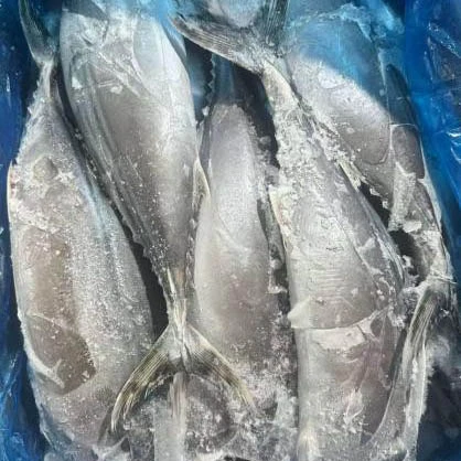 Fryst Sarda Tonfisk Hel Rund
