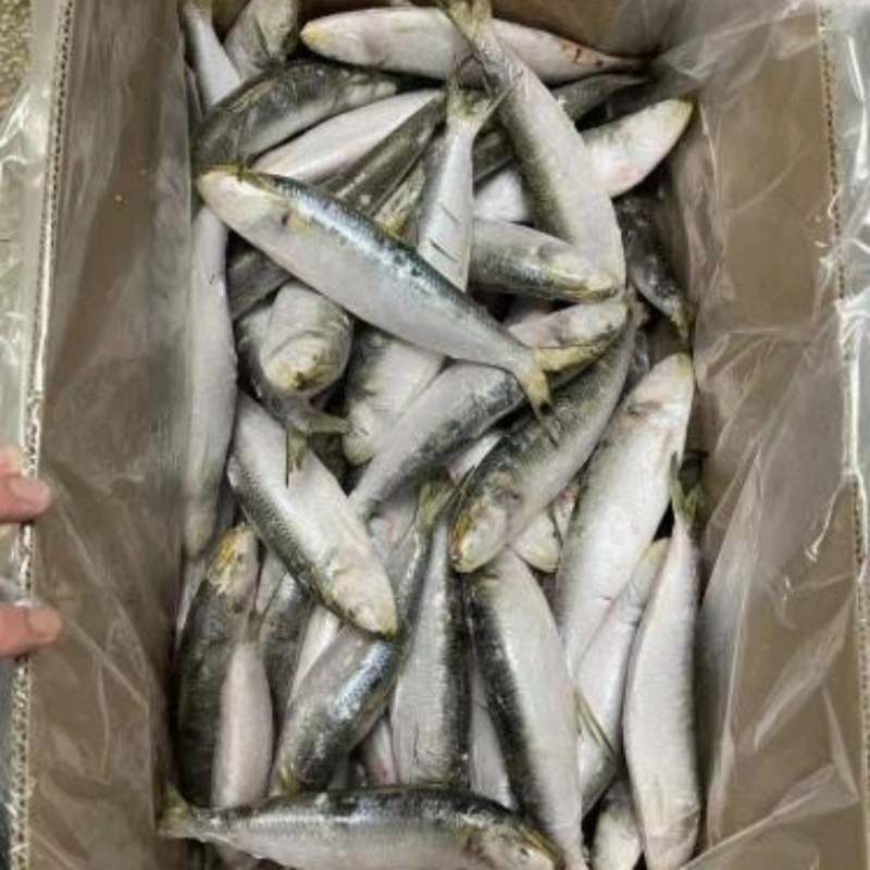 Fryst sardin hel rund