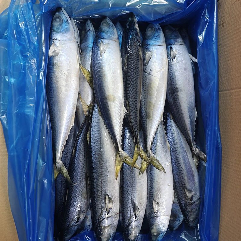Hög fetthalt Stillahavsmakrill Hel rund