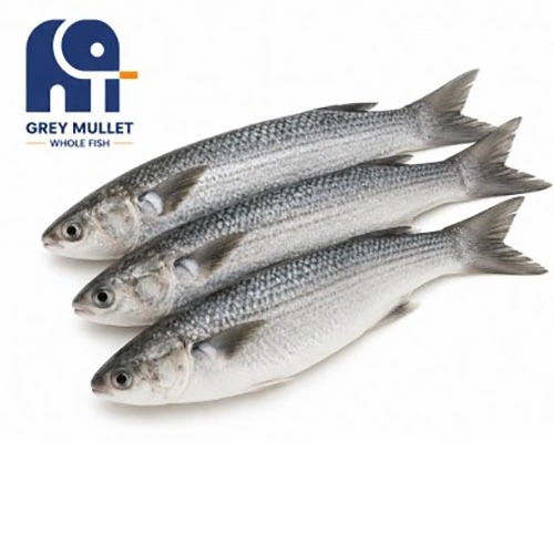 Hög kvalitet fryst grå mulle hel fisk