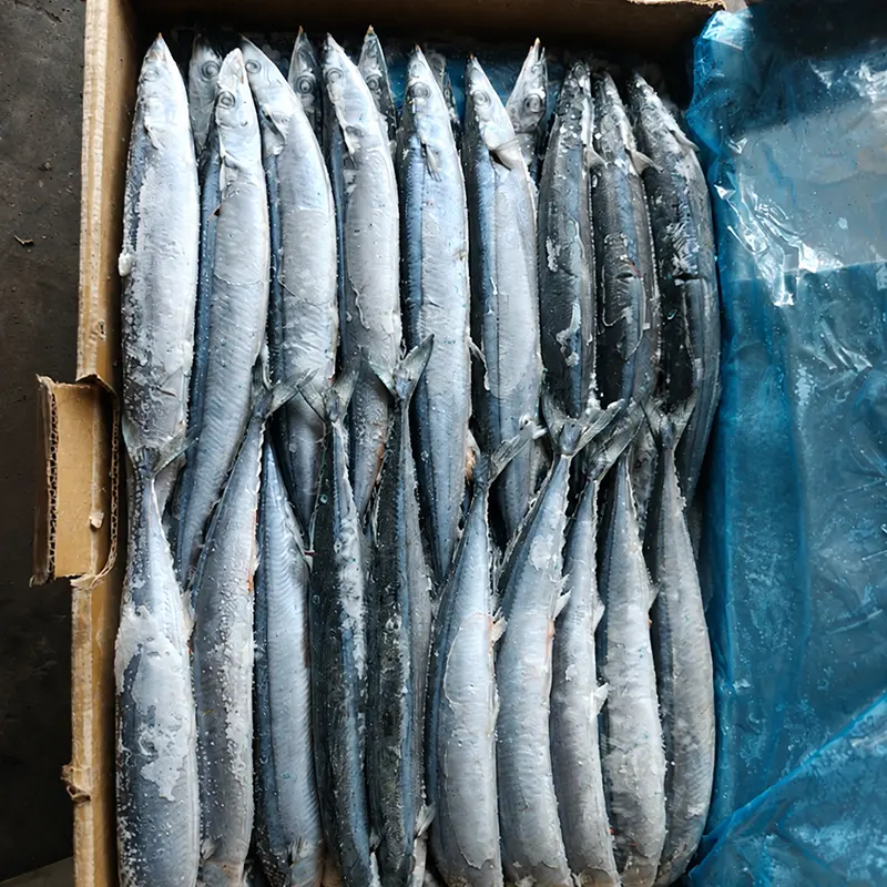 Pacific Saury