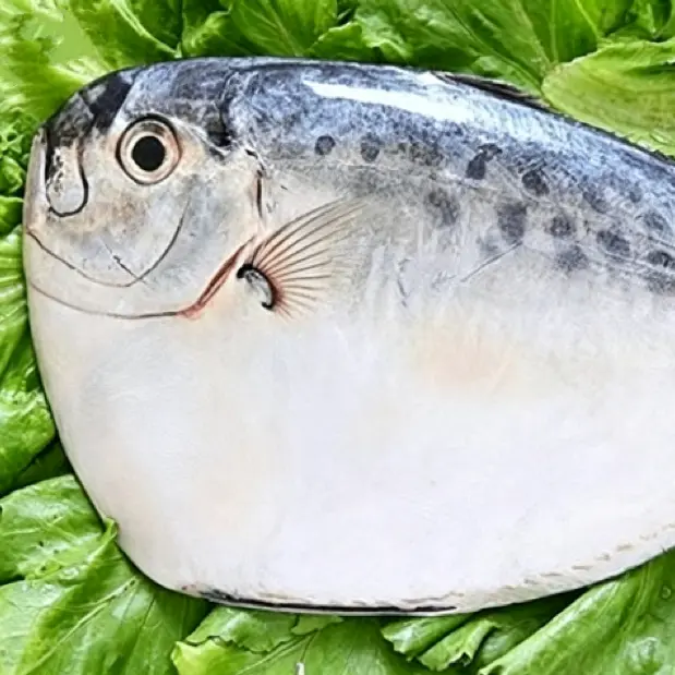IQF Fryst Månfisk Hel Rund
