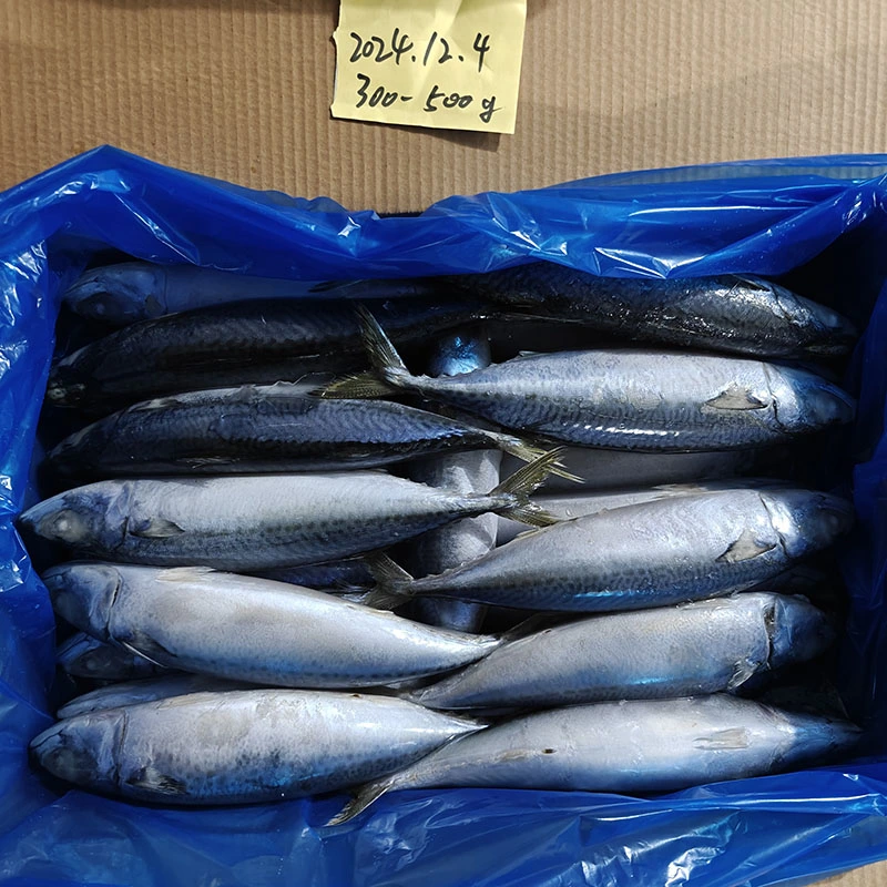 Landfrusen Stillahavsmakrill