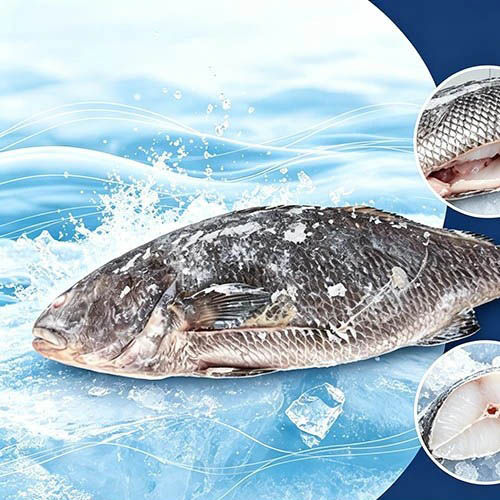 Näringsrik fryst brun croaker urtagen