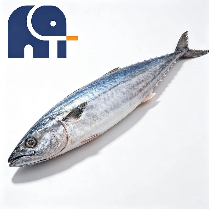Premium fryst spansk makrill