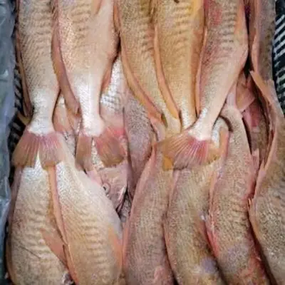 Premium Fryst Gul Croaker Hel Rund