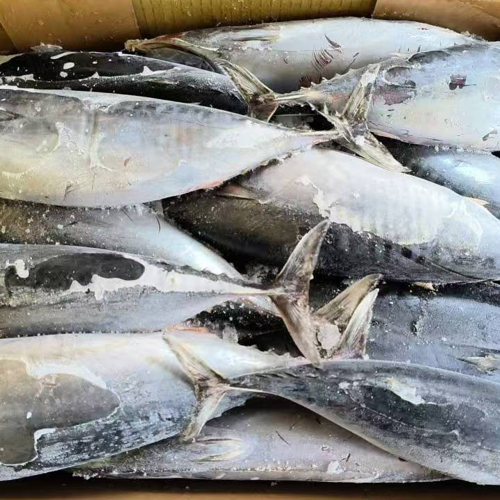 Havsfryst Bonito Tonfisk Hel Rund