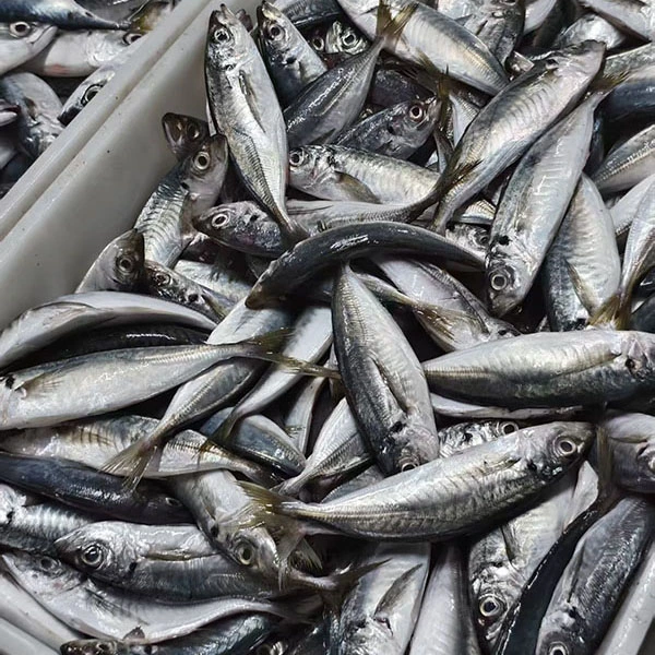 Fryst taggmakrill av stabil kvalitet