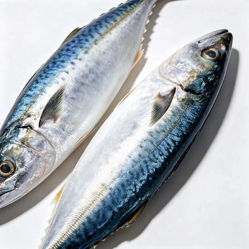 Vildfångad Stillahavsmakrill