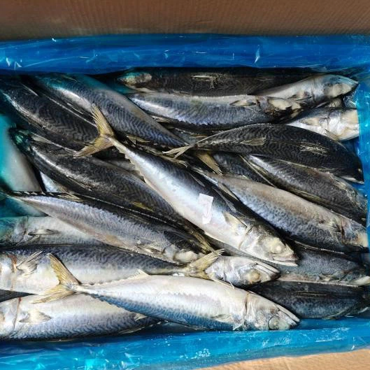 Vinterfångst Stillahavsmakrill